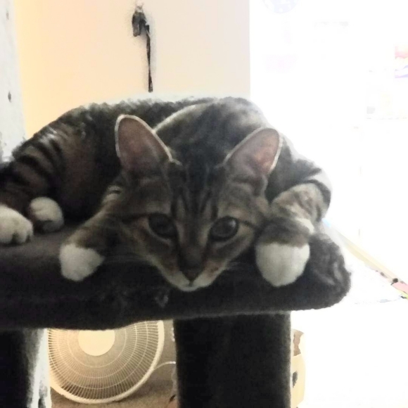 Meet your Posher, Cassy - Picture 1 of 5